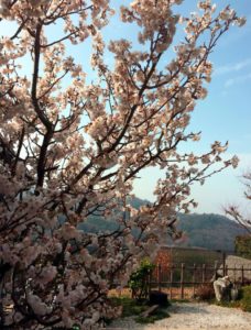 ならやま浄苑の小彼岸桜 成和 公式サイト 大阪府高槻市 羽曳野市 奈良県の霊園 墓地 お墓