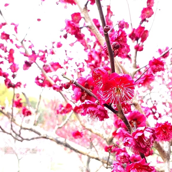 馬見丘陵公園の梅の花 成和 公式サイト 大阪府高槻市 羽曳野市 奈良県の霊園 墓地 お墓