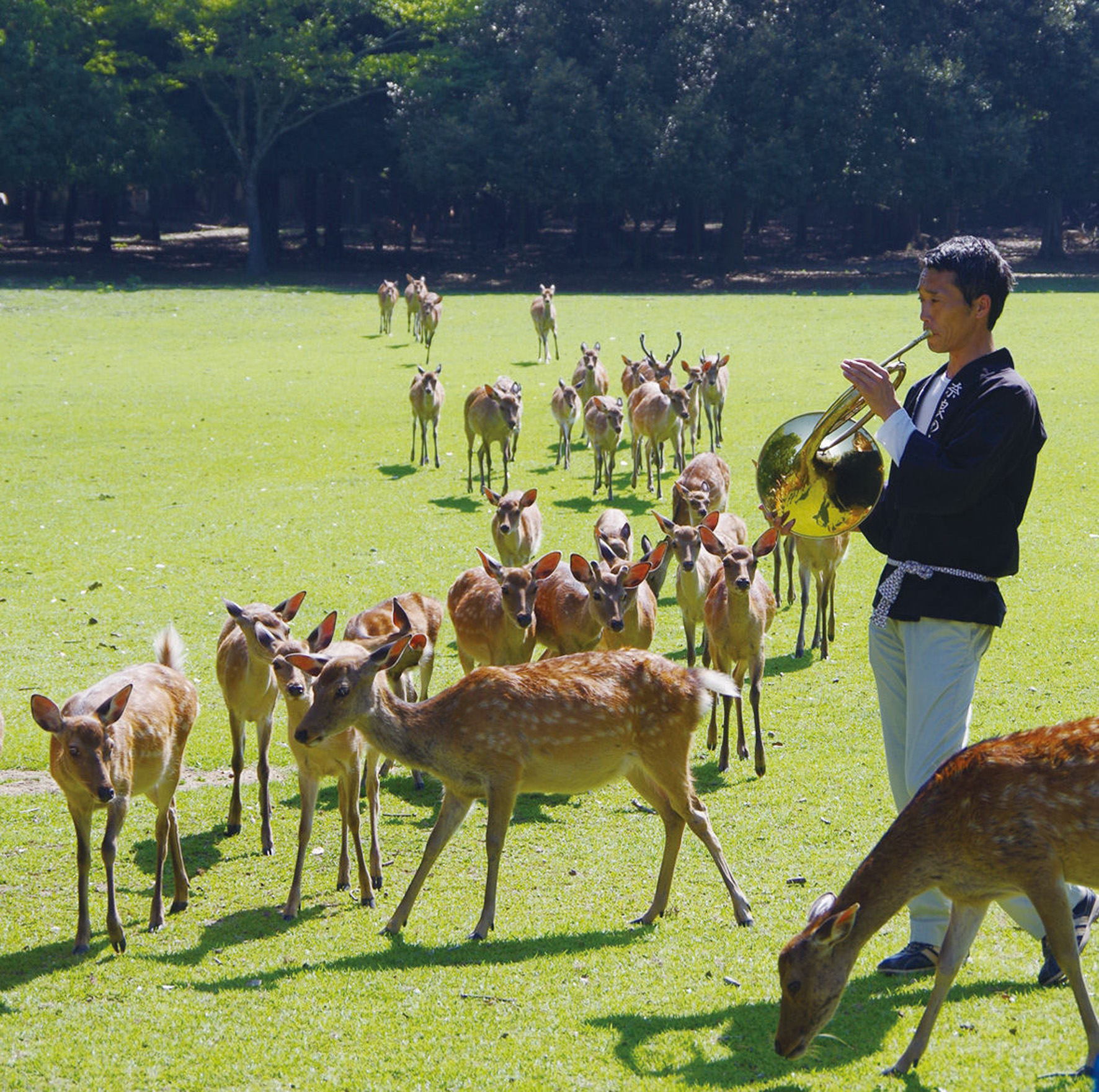 鹿寄せ | 成和 公式サイト 大阪府高槻市・羽曳野市・奈良県の霊園