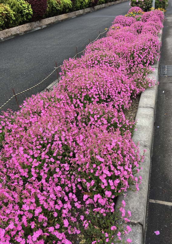 フクロナデシコ 成和 公式サイト 大阪府高槻市 羽曳野市 奈良県の霊園 墓地 お墓