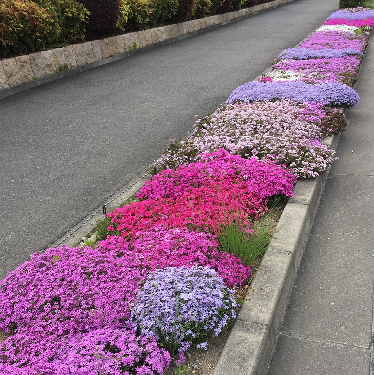 最新のhd咲い た さい と すべての美しい花の画像