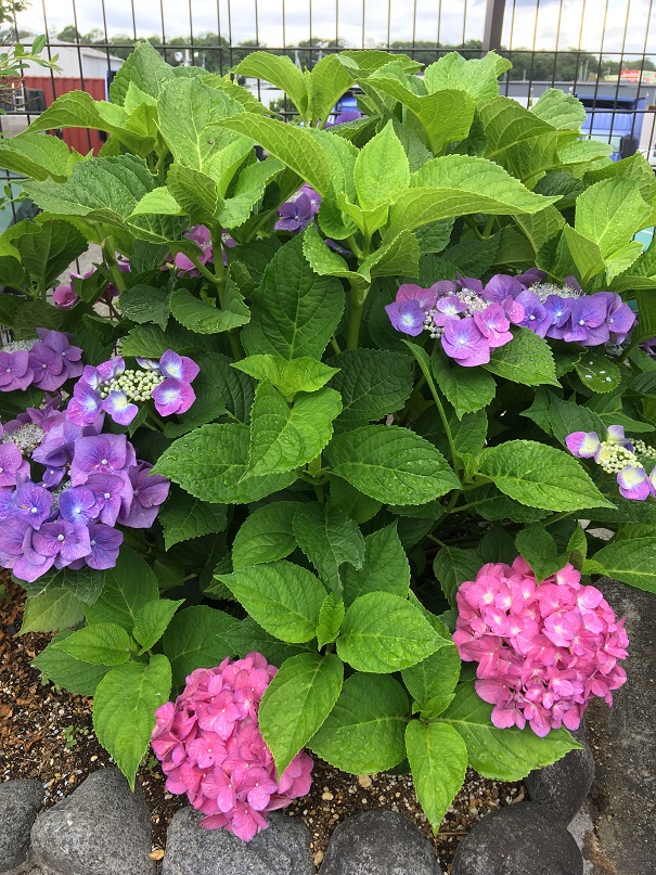 あじさい満開です 成和 公式サイト 大阪府高槻市 羽曳野市 奈良県の霊園 墓地 お墓