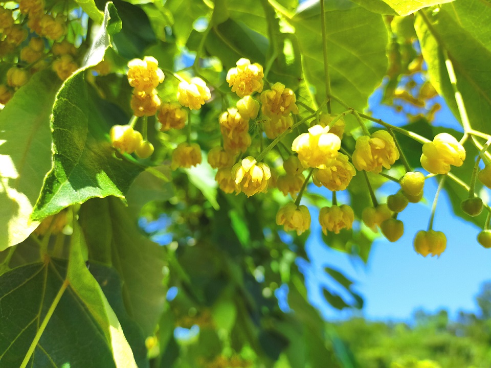 菩提樹の花が咲きました 成和 公式サイト 大阪府高槻市 羽曳野市 奈良県の霊園 墓地 お墓