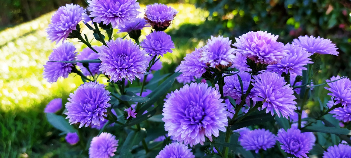 花（紫）