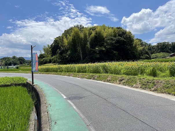 満開のひまわり畑 成和 公式サイト 大阪府高槻市 羽曳野市 奈良県の霊園 墓地 お墓