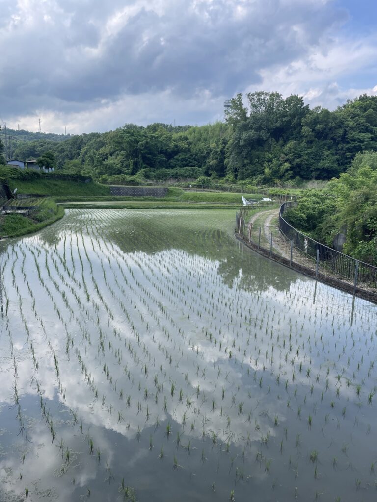 田植え3