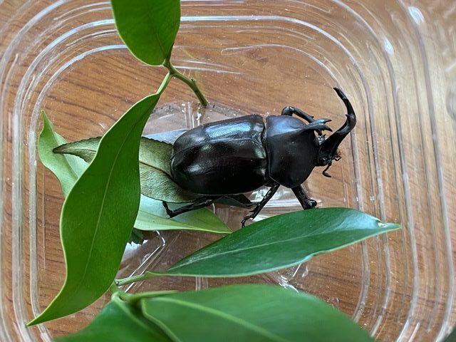 カブトムシ　霊園