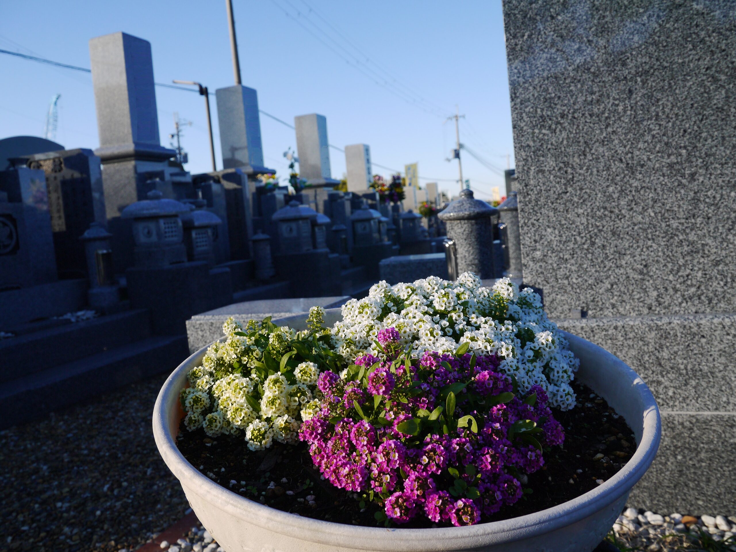 '24 はにゅうの霊園秋花2