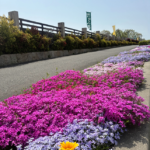 はにゅうの霊園　春の花々