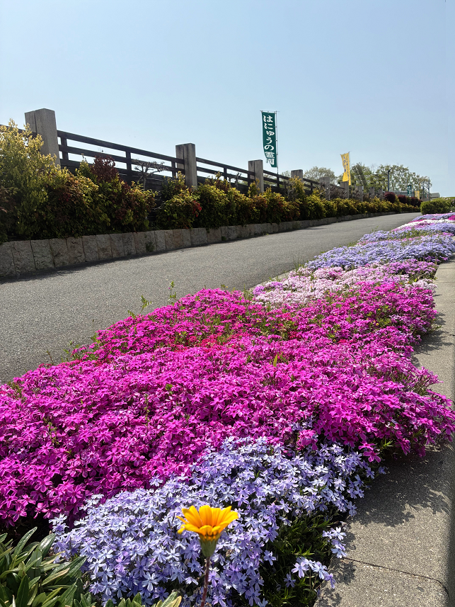 はにゅうの霊園前の芝桜