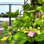 はにゅうの霊園の紫陽花