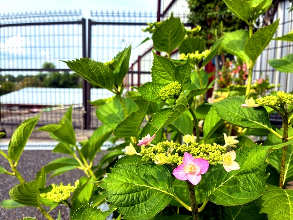 はにゅうの霊園の紫陽花