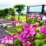 続　はにゅうの霊園の紫陽花
