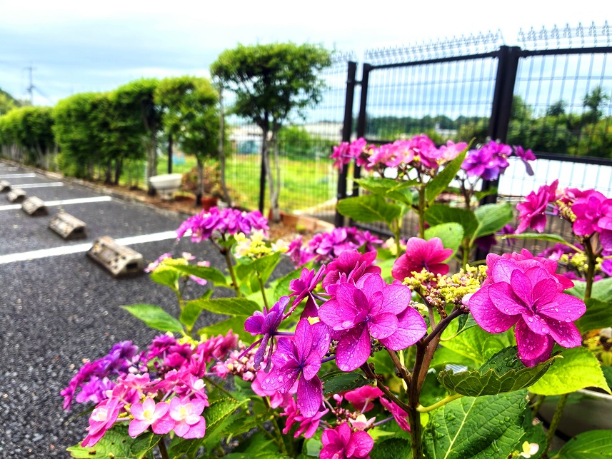 はにゅうの霊園の紫陽花の見頃