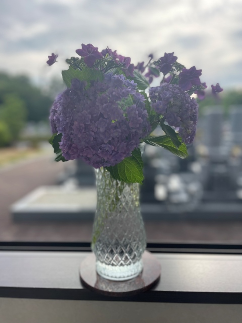 紫陽花