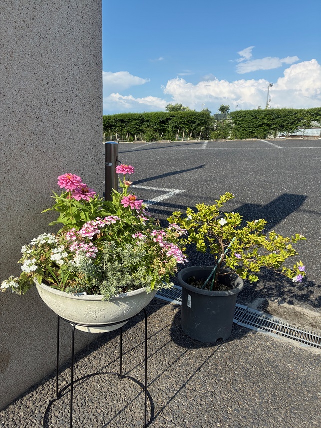 はにゅうの霊園の夏花①