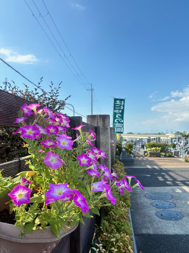 はにゅうの霊園の夏花②
