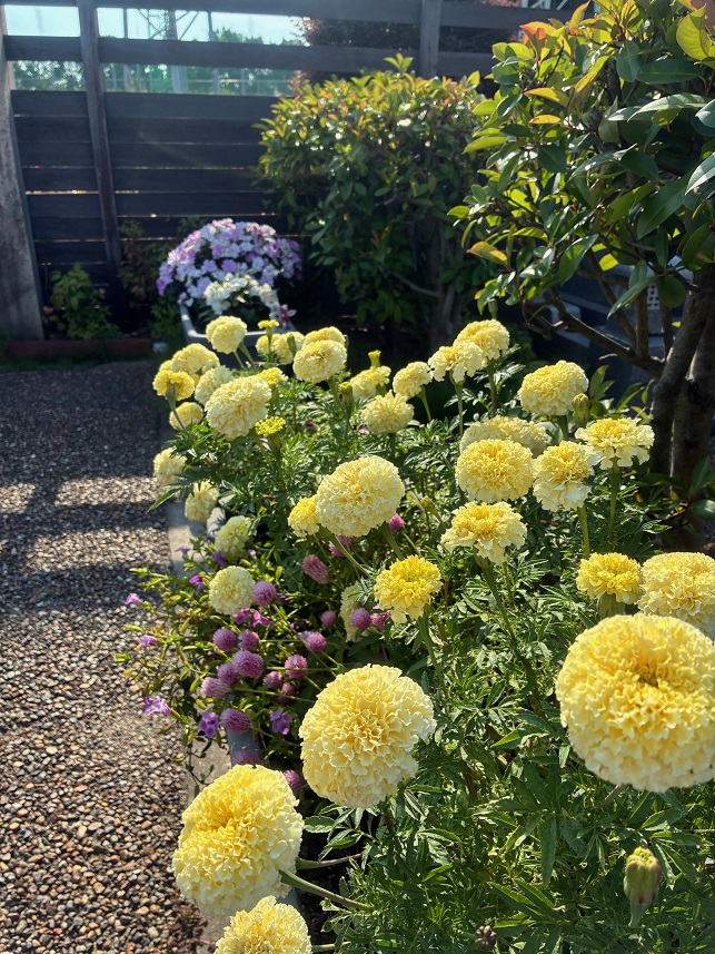 はにゅうの霊園の夏花③