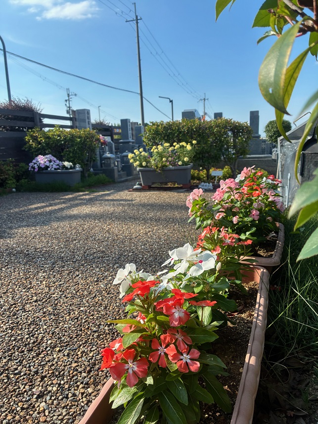 はにゅうの霊園　夏の花⑤