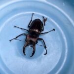 そよかぜ霊園に珍客