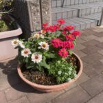 さとやま浄苑の花々　2025年秋～冬