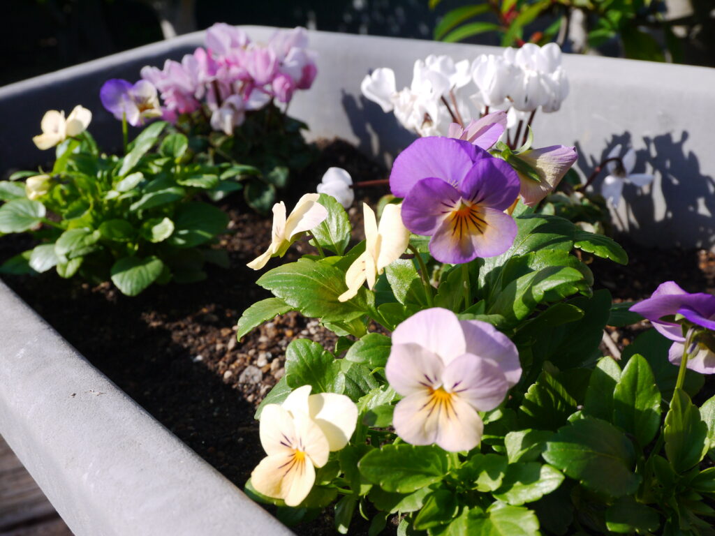 はにゅうの霊園_冬の花