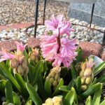 公園墓地はにゅうの霊園の花々