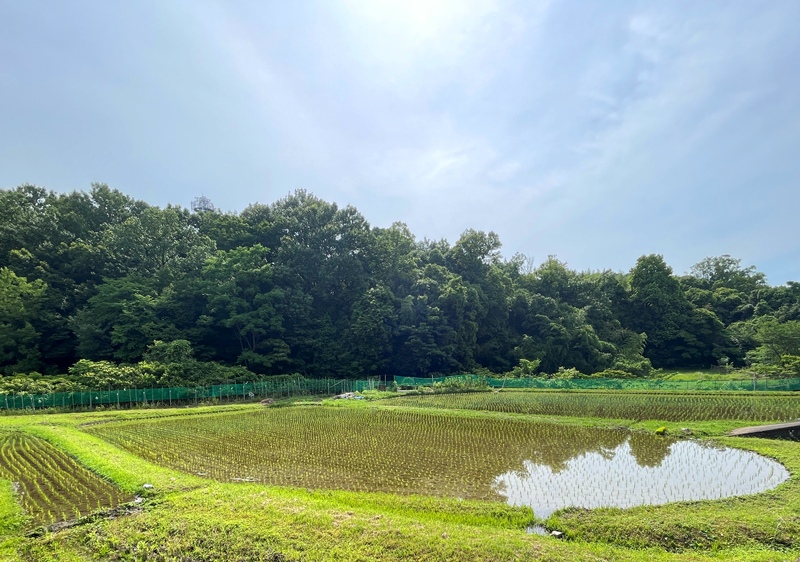 田植え 霊園 高槻