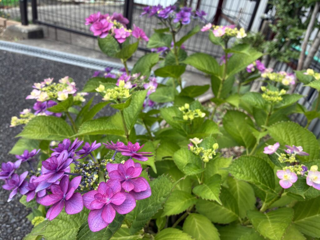 はにゅうの霊園の紫陽花