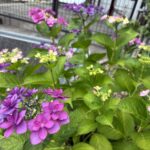 はにゅうの霊園の紫陽花